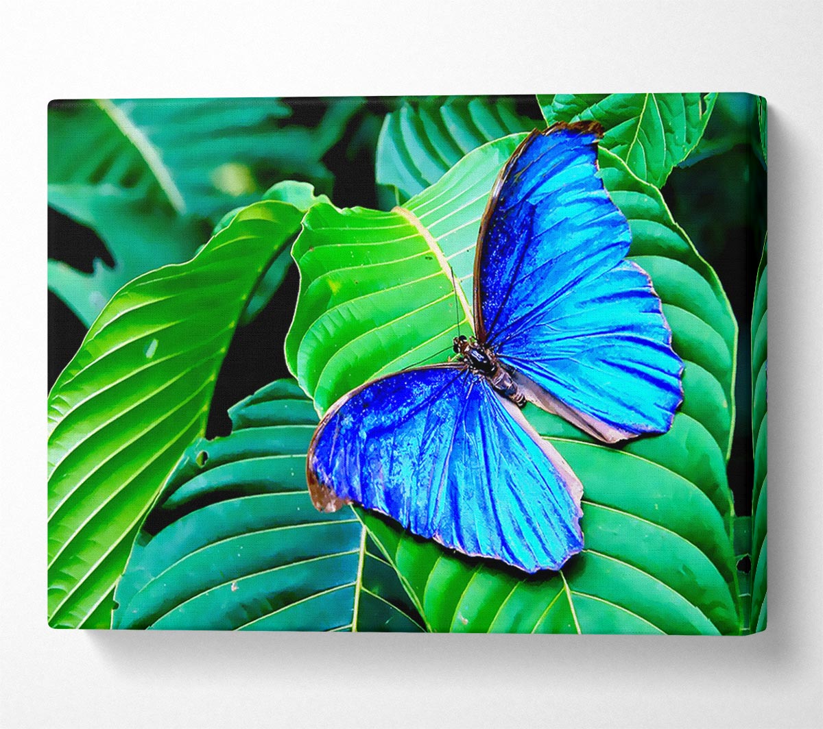 Stunning Blue Butterfly Canvas Wall Art