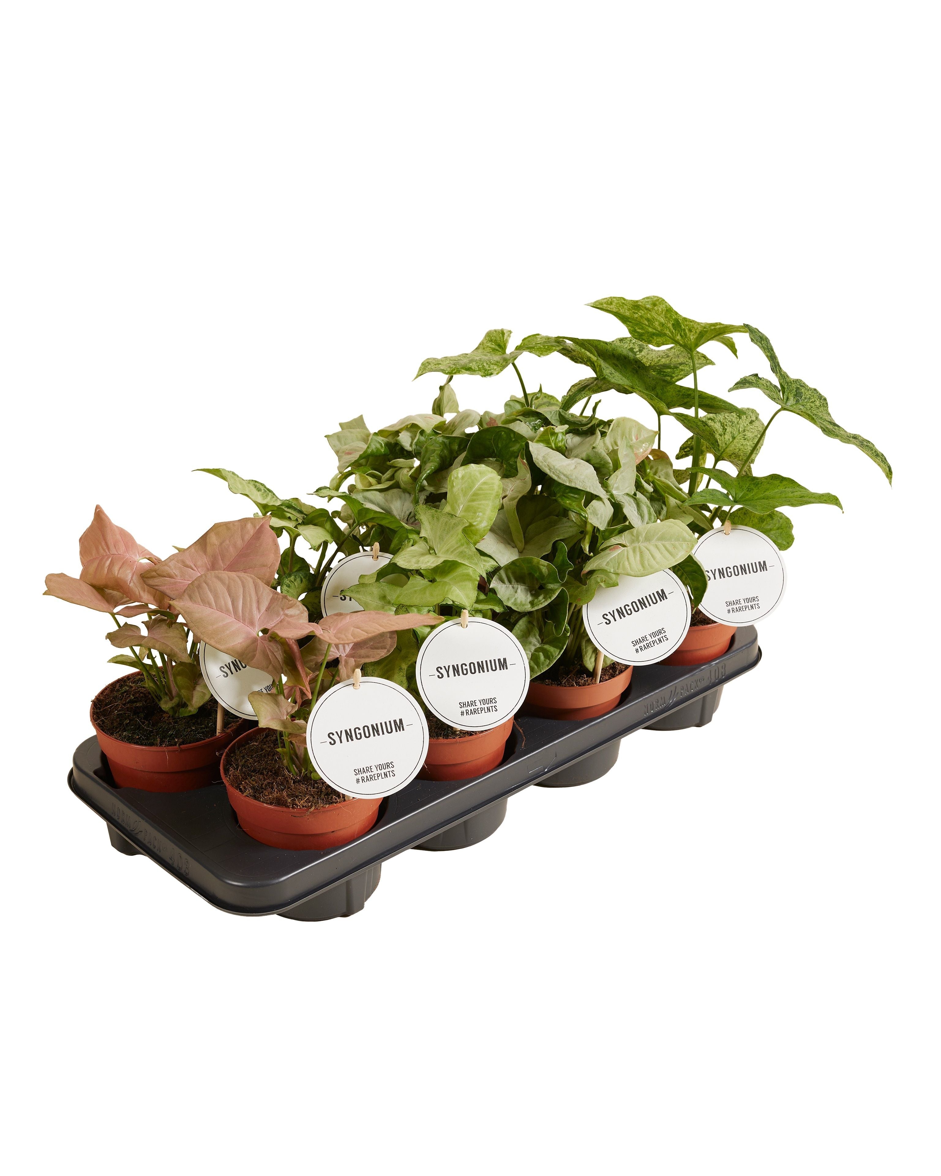 Syngonium Gemengd