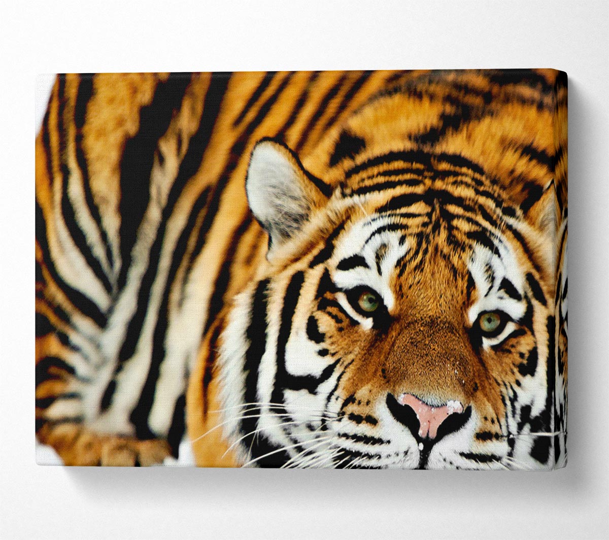 Tiger Snow Nose Canvas Wall Art