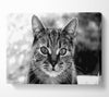 Whiskers Canvas Wall Art