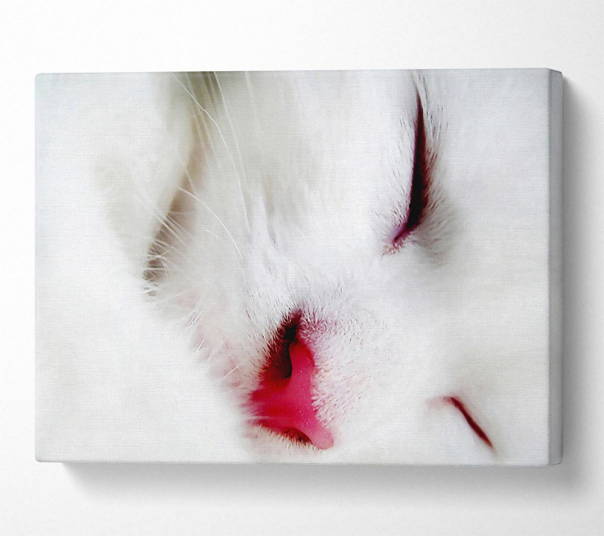 White Fluffy Cat Canvas Wall Art