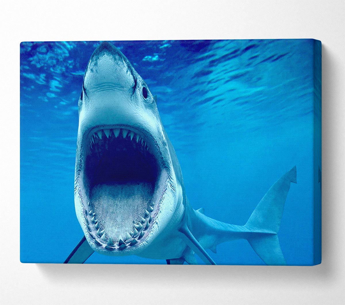 White Shark Teeth Canvas Wall Art