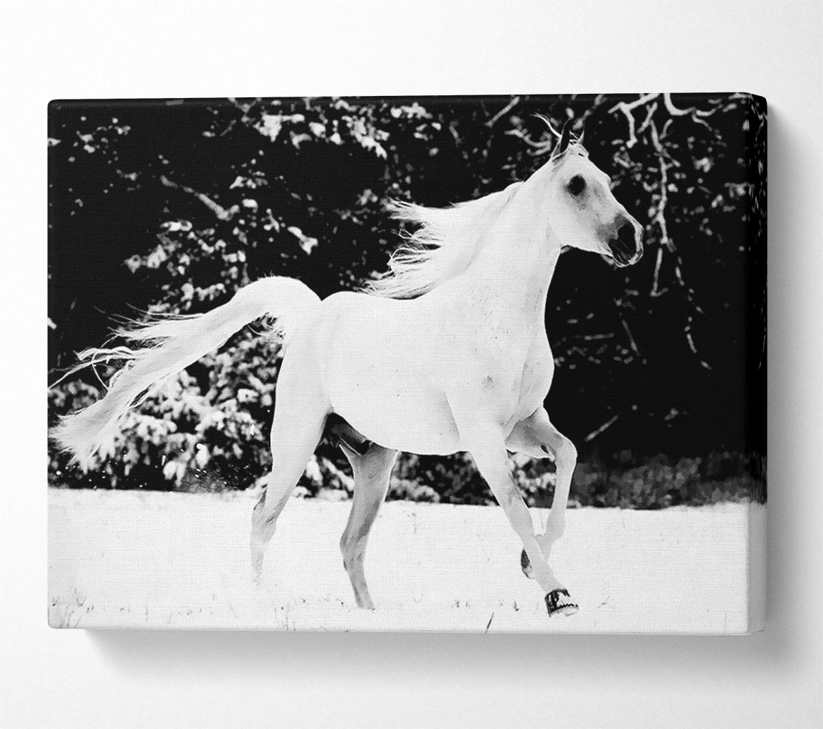 White Stallion Trot Canvas Wall Art