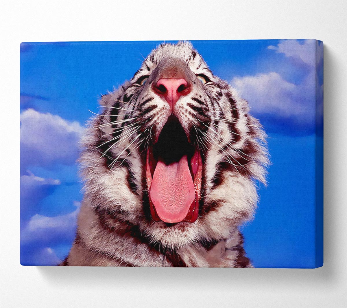 White Tiger Yawn Canvas Wall Art