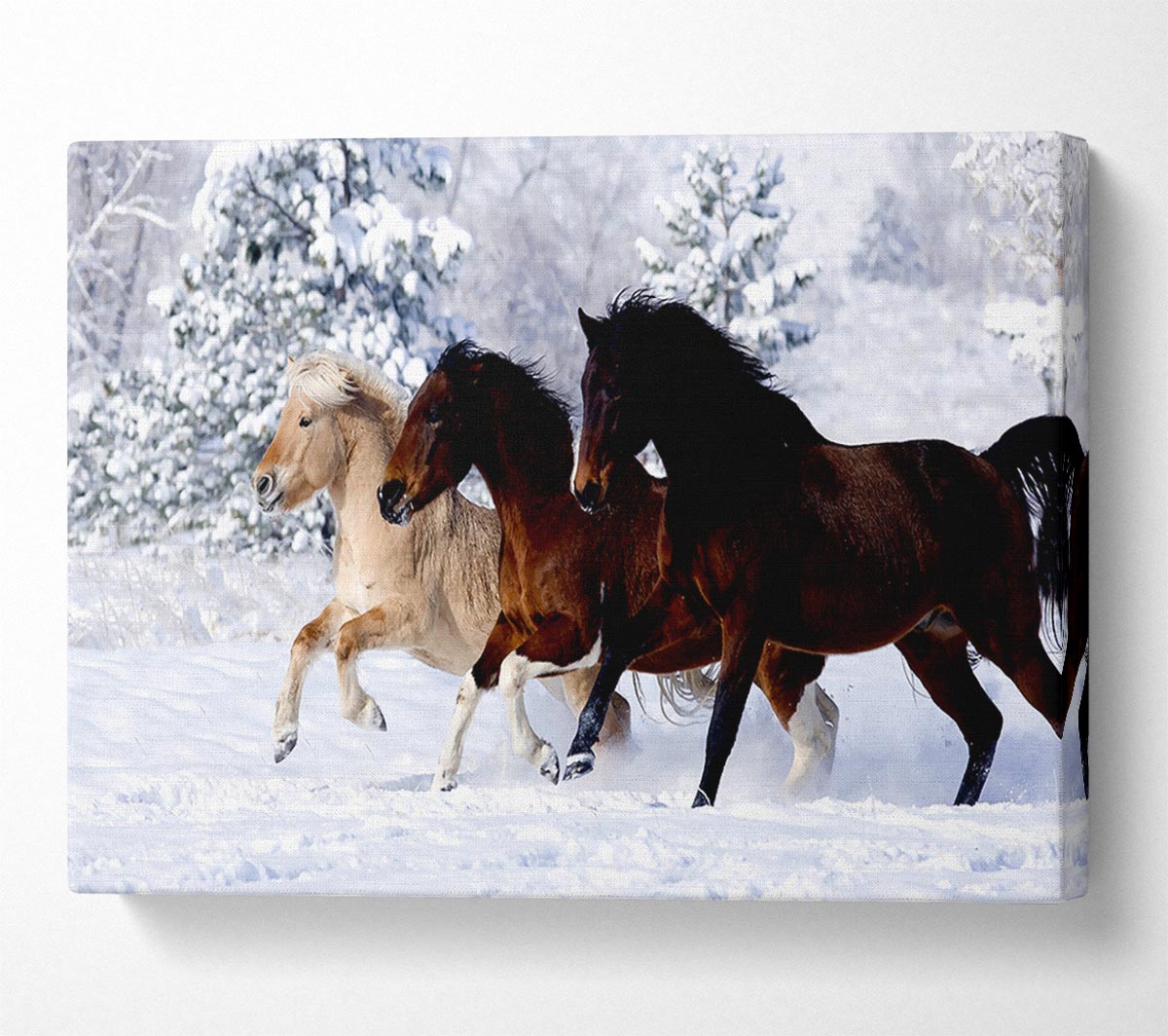 Wild Winter Horses Running Canvas Wall Art