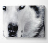Wolf Eyes Canvas Wall Art