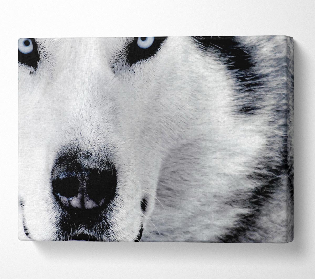 Wolf Eyes Canvas Wall Art