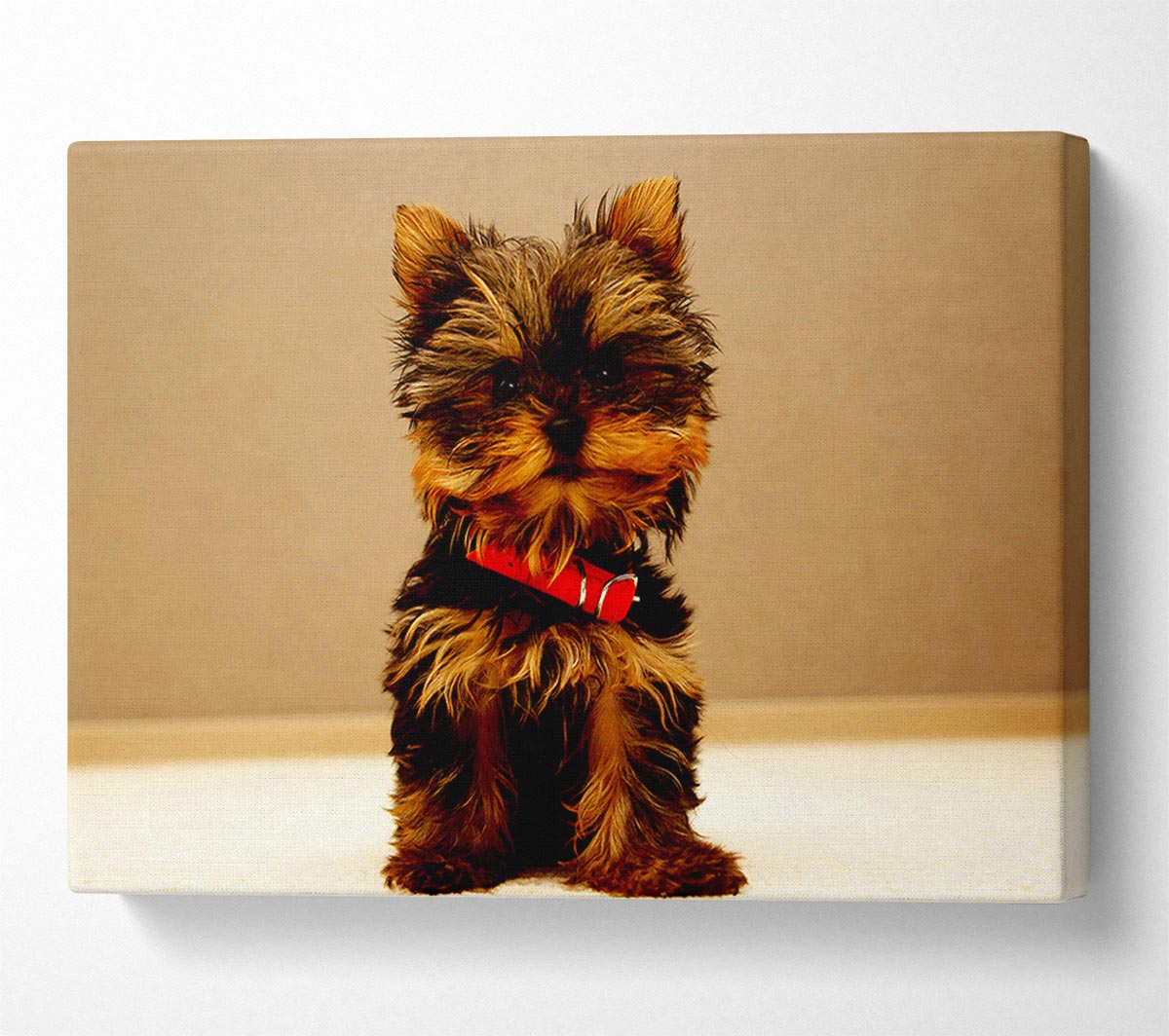 Yorkshire Terrier Puppy Canvas Wall Art