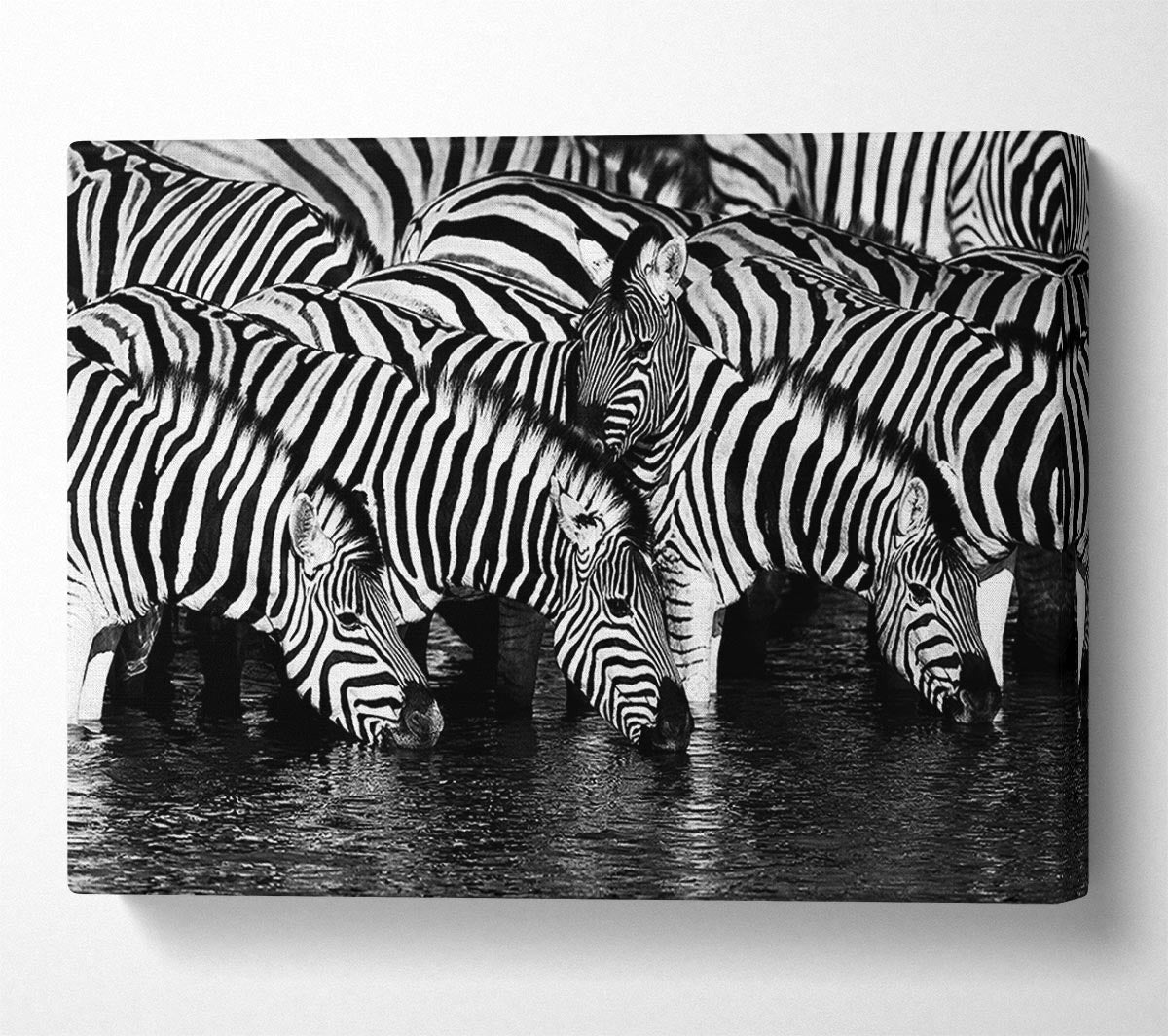 Zebra Drinking Canvas Wall Art