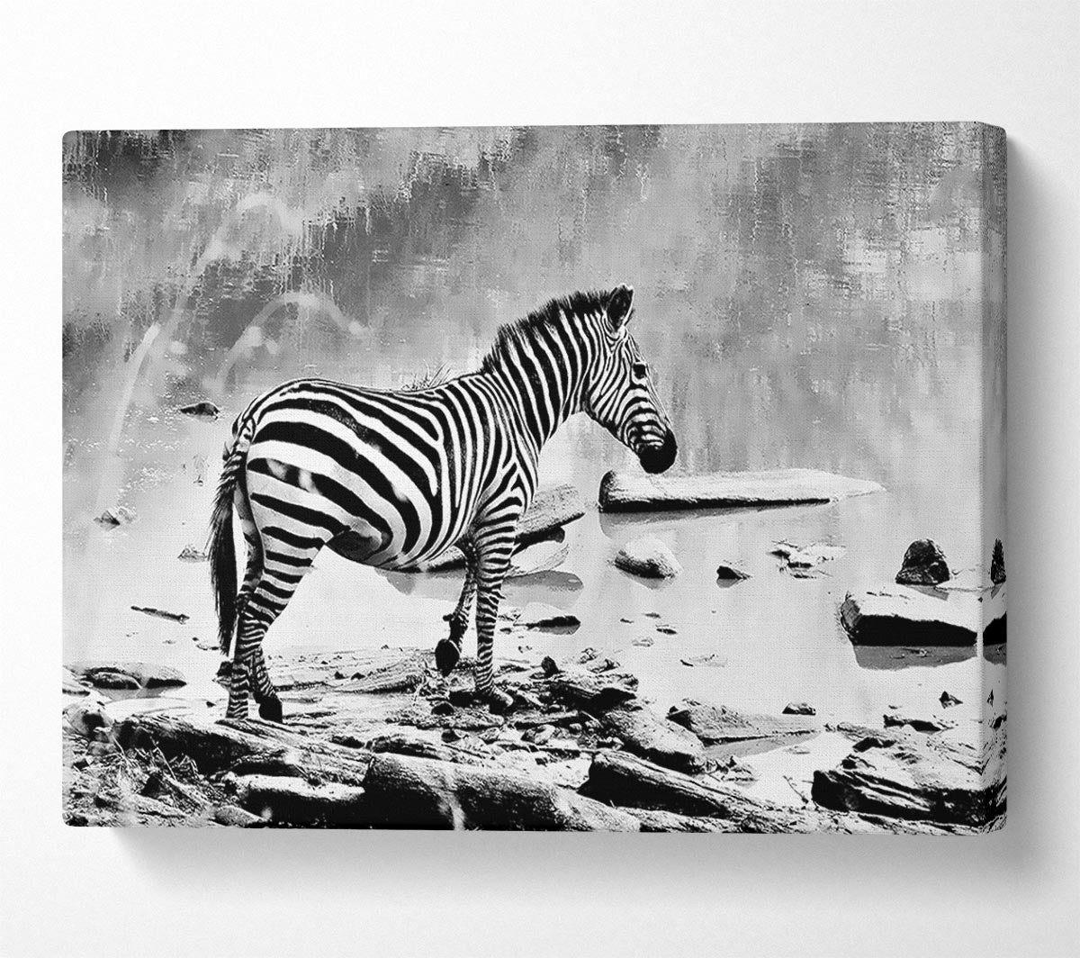Zebras Watering Hole B n W Canvas Wall Art