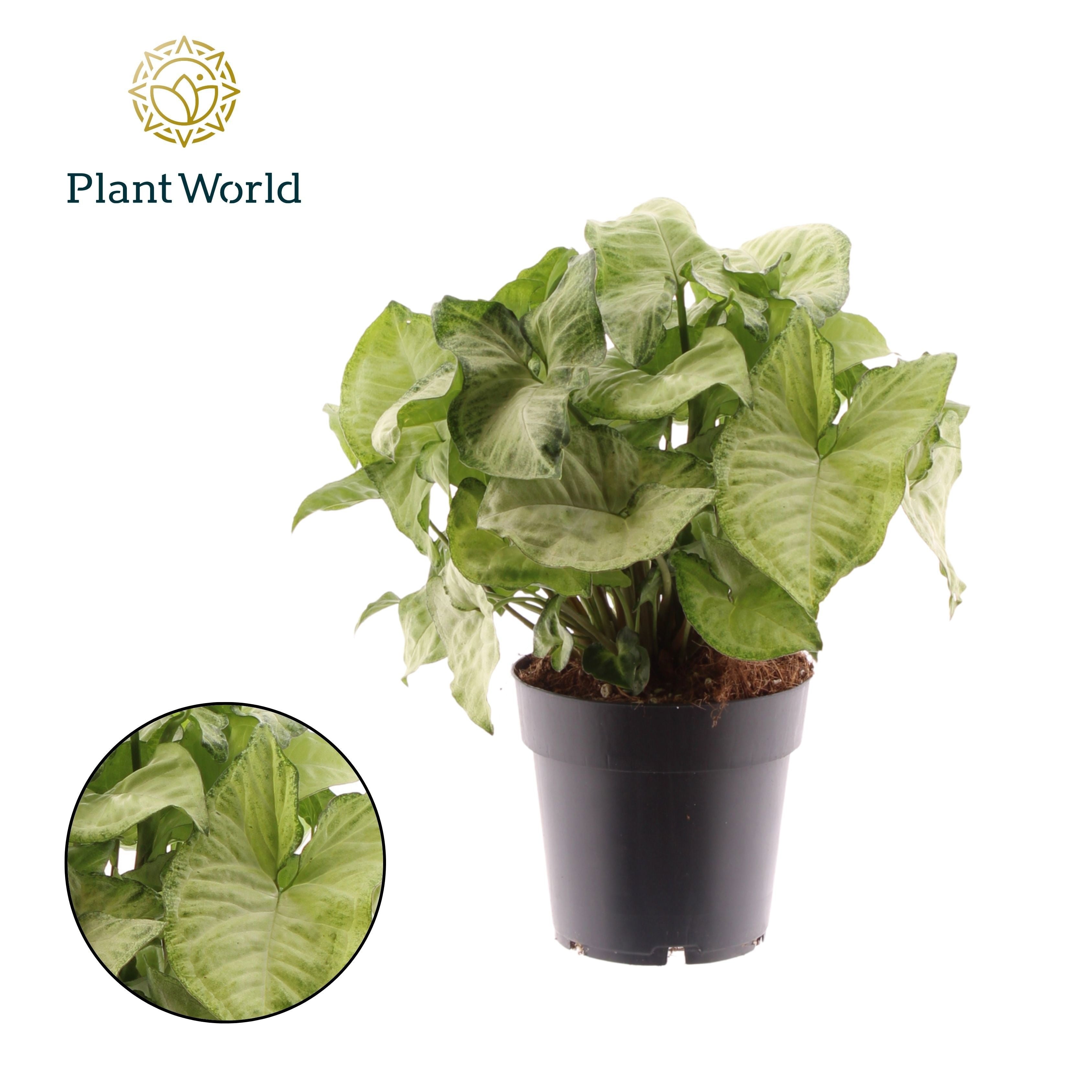 Syngonium White Butterfly