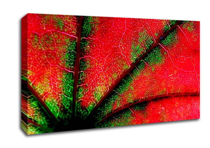 Inside A Poppy Canvas Wall Art