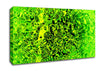 Lime Fizz Canvas Wall Art