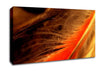 Orange Feather Macro Canvas Wall Art