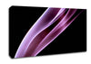 Passion Canvas Wall Art