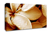 Petal Dew Canvas Wall Art
