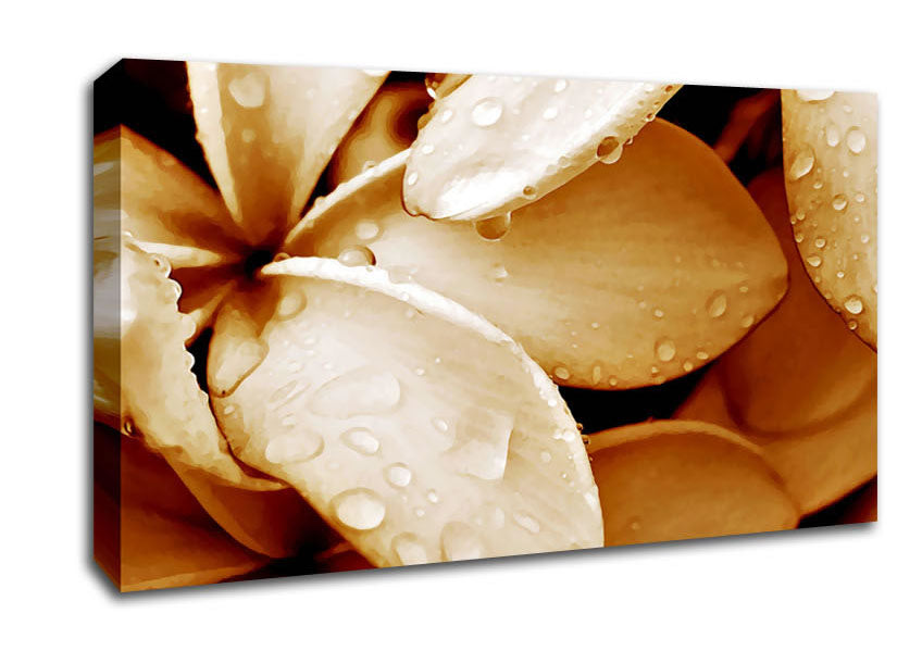 Petal Dew Canvas Wall Art
