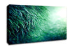 Pure Grass Canvas Wall Art