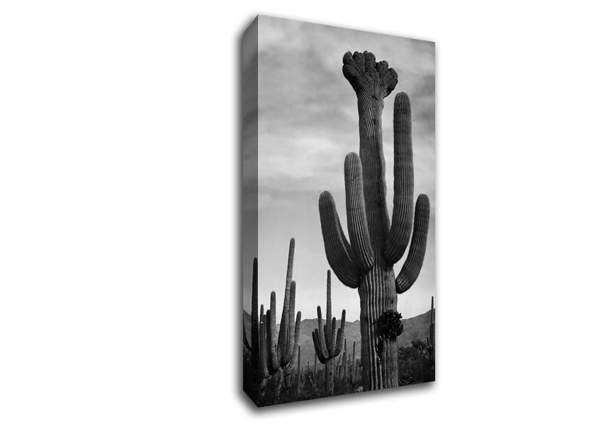 Ansel Adams Cactus In Saguaro National Monument In Arizona B n W Canvas Wall Art