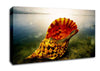 Ocean Shell Canvas Wall Art