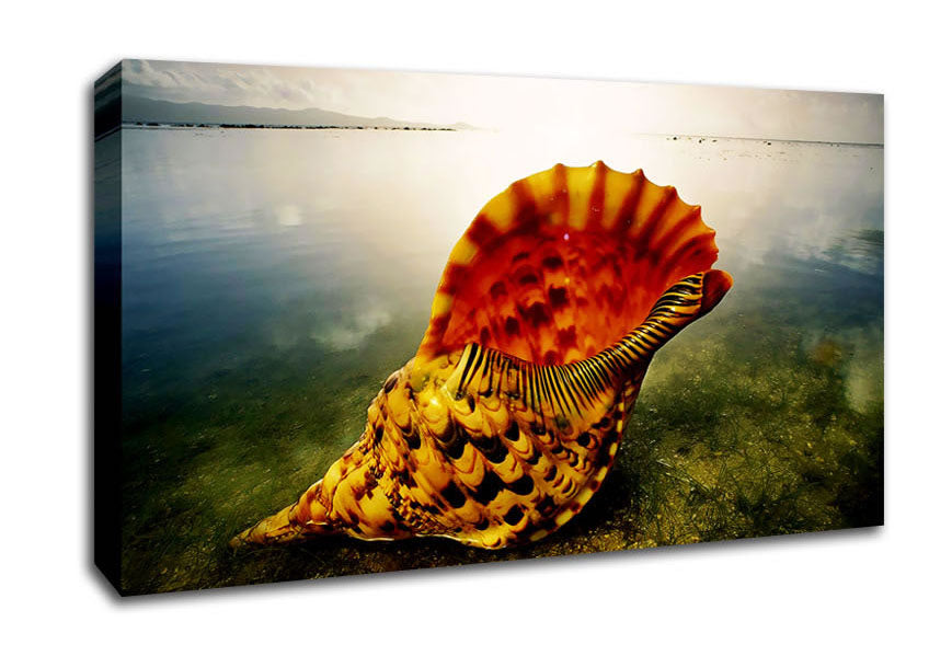 Ocean Shell Canvas Wall Art