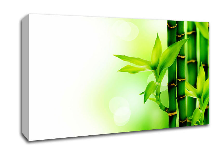 Bamboo Perfection Canvas Wall Art