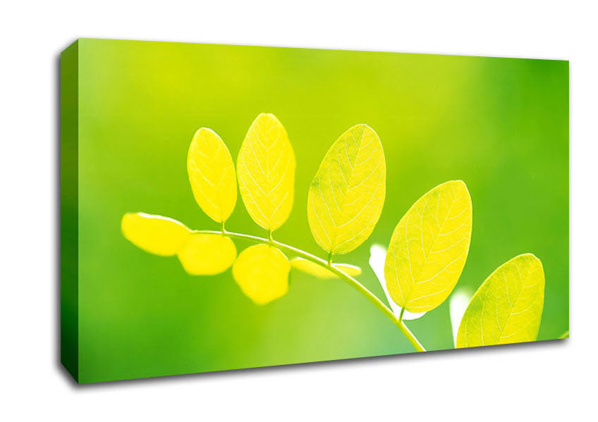 Leaves In The Golden Sun Canvas Wall Art