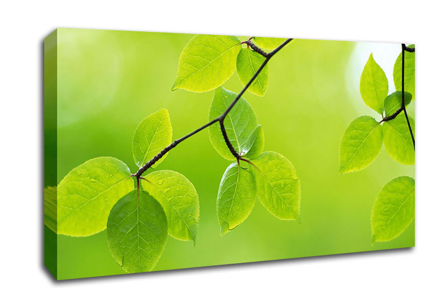 Branch With Green Leaves In The Sun Canvas Wall Art