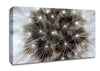 Macro Dandelion Canvas Wall Art