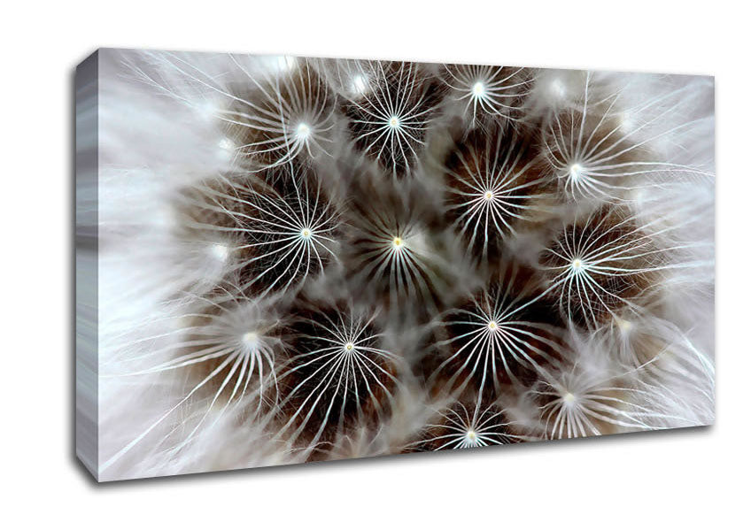 Macro Dandelion Canvas Wall Art