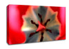 Inside A Tulip Canvas Wall Art