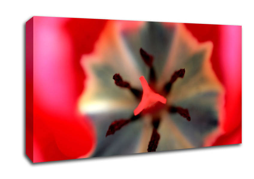 Inside A Tulip Canvas Wall Art
