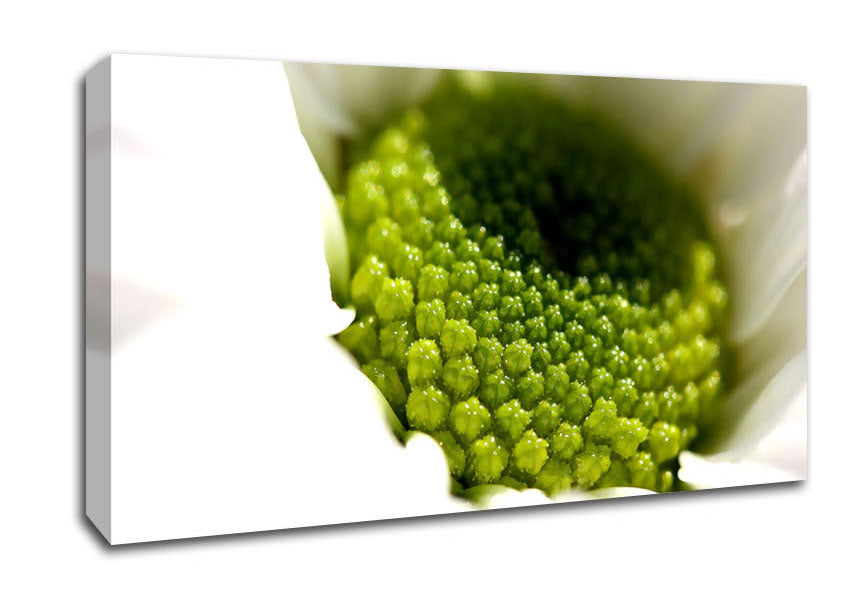Macro Centre Of A Daisy Canvas Wall Art