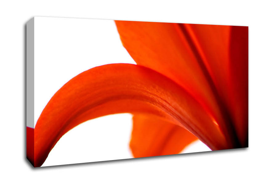 Lily On White Background Canvas Wall Art