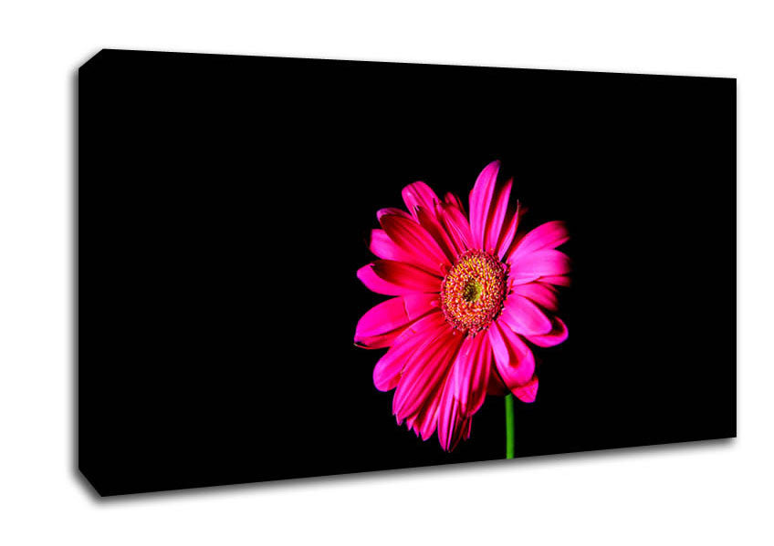 Hot Pink Gerber Daisy Canvas Wall Art