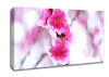 Plum Blossoms Blooming Canvas Wall Art