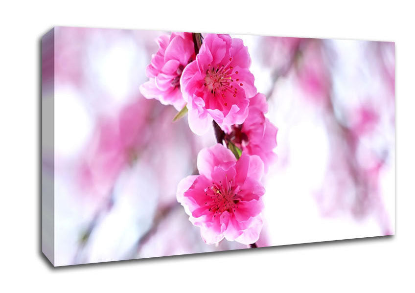 Plum Blossoms Blooming Canvas Wall Art