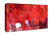 Red Autumn Canvas Wall Art