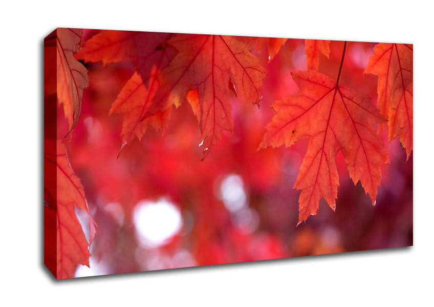 Red Autumn Canvas Wall Art