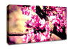 Pink Blossom Canvas Wall Art
