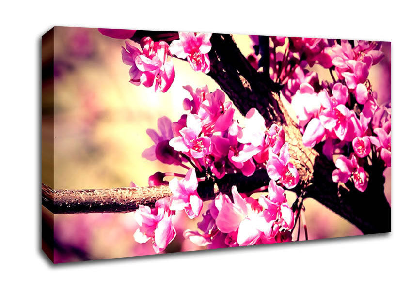 Pink Blossom Canvas Wall Art