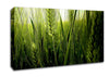 Life Below The Reeds Canvas Wall Art