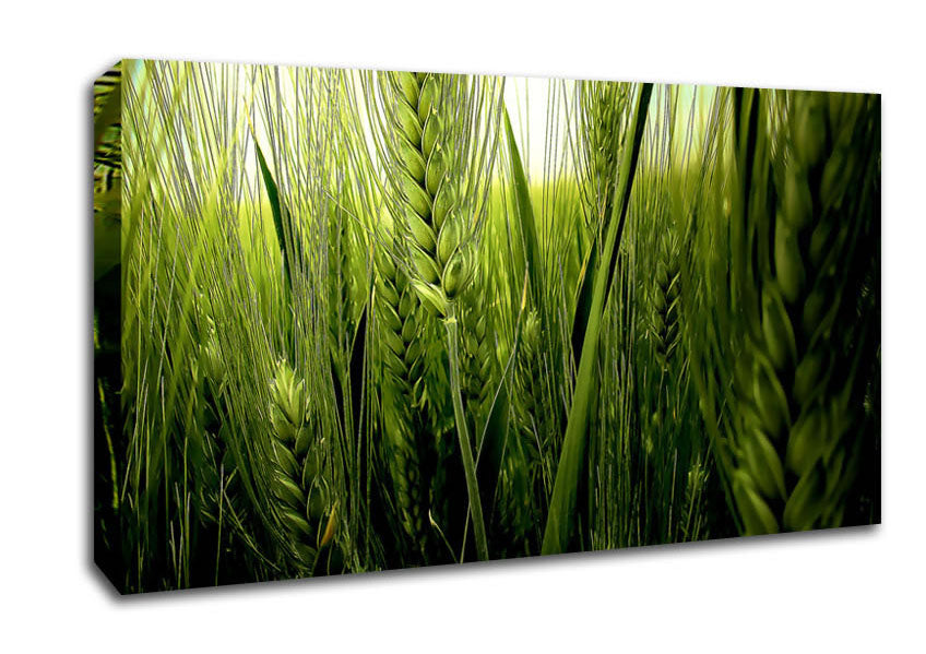 Life Below The Reeds Canvas Wall Art