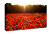 Poppies Meadow Canvas Wall Art