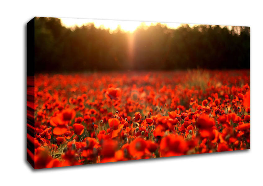 Poppies Meadow Canvas Wall Art