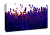 Lavender Field And Sunset Canvas Wall Art