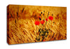Poppies 3 Canvas Wall Art
