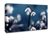 Opened Snowdrops Canvas Wall Art