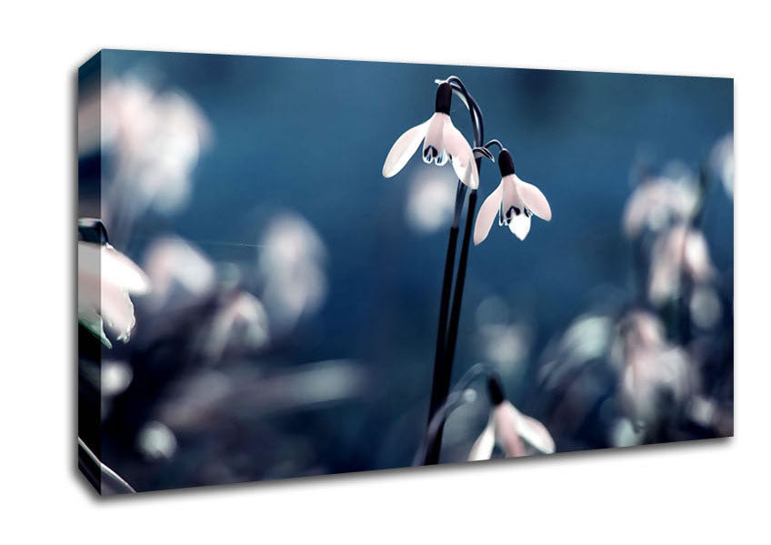 Opened Snowdrops Canvas Wall Art