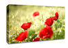 Poppies And Chamomile Canvas Wall Art
